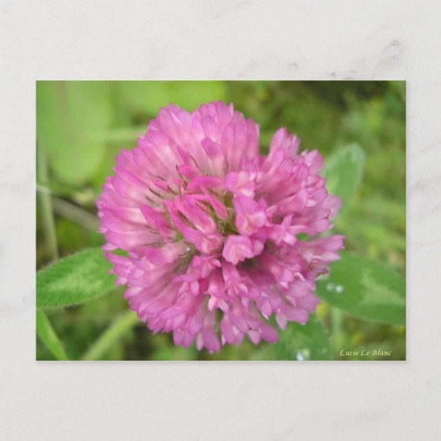 Postal Trèfle rouge (Anverso)