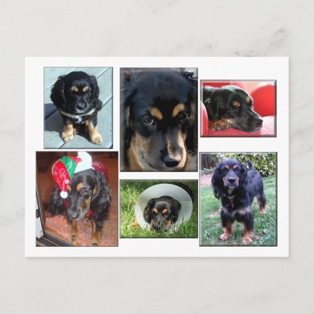 Postal Trei-el cachorro (Anverso)