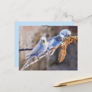 Postal Tres adorables periquitos azules Foto personalizad