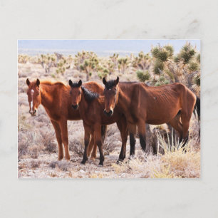 Postal Tres Amigos