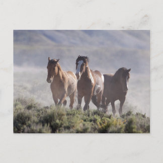 Postal Tres Amigos