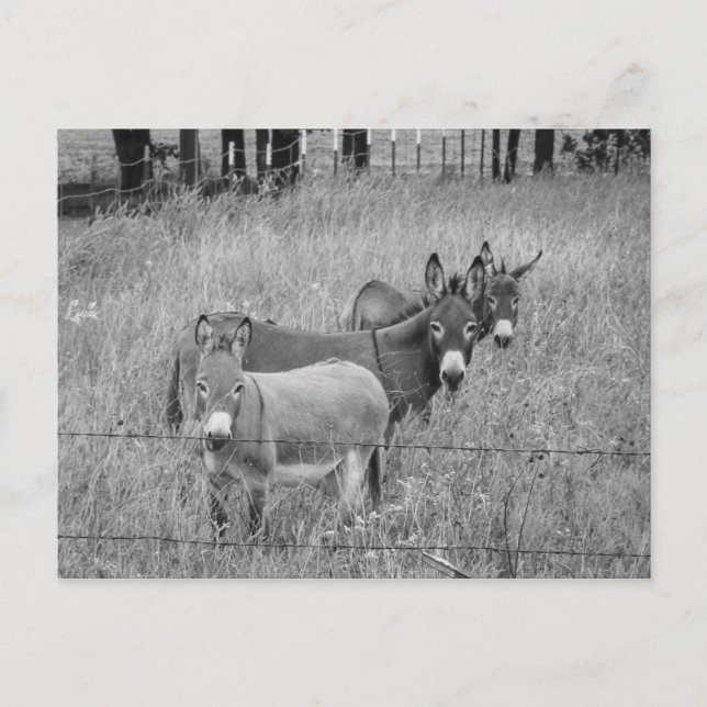 Postal Tres amigos (Anverso)