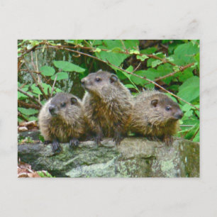 Postal Tres Baby Groundhogs