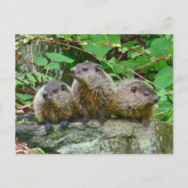 Postal Tres Baby Groundhogs (Anverso)