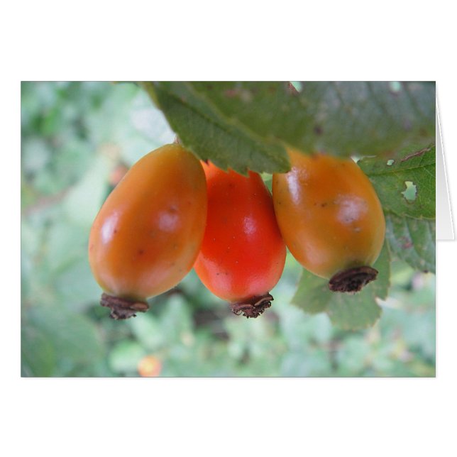 Postal tres bayas del espino, en blanco (Anverso (Horizontal))