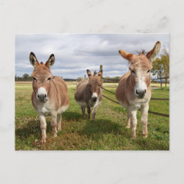 Postal Tres burros