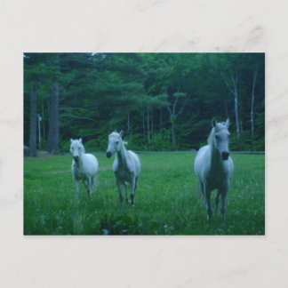 Postal Tres caballos blancos