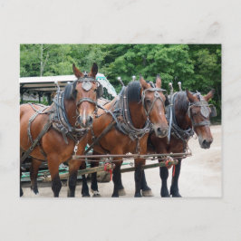 Postal Tres Caballos Borradores Marrones