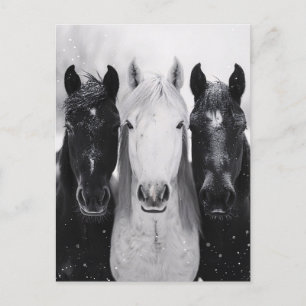 Postal Tres caballos en la nieve
