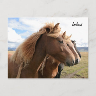 Postal Tres caballos seguidos Postcard