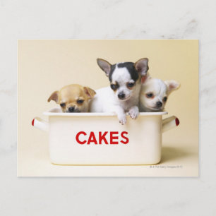 Postal Tres cachorros de Chihuahua