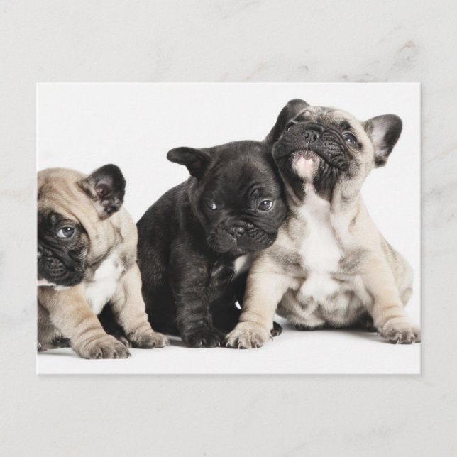 Postal Tres cachorros de Pug (Anverso)