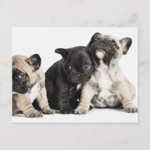 Postal Tres cachorros de Pug