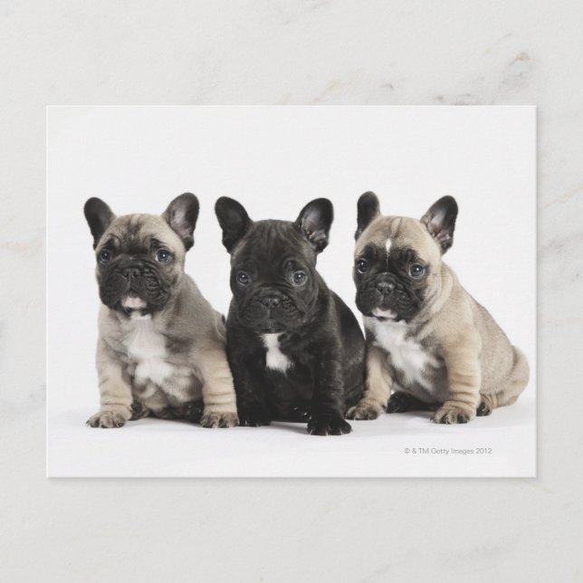 Postal Tres cachorros para pedigrí (Anverso)