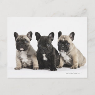 Postal Tres cachorros para pedigrí