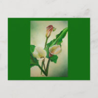 Tres Calla Lilies Asombroso Acrílico Botánico