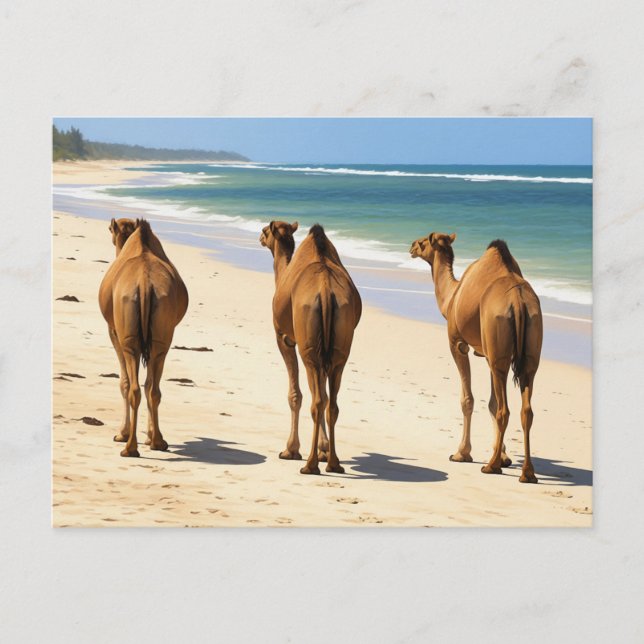 Postal Tres camellos en la playa de Mombasa Kenia (Anverso)