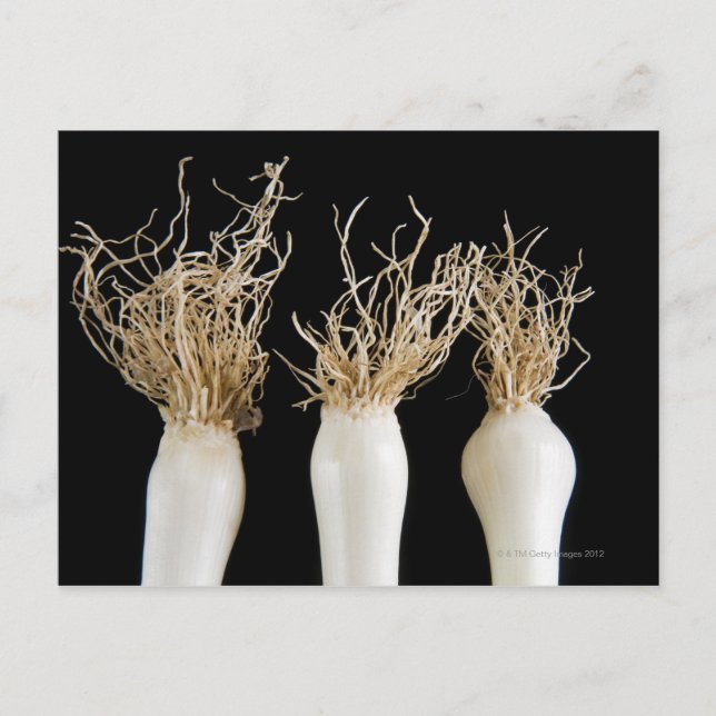 Postal Tres cebollas de primavera (Anverso)