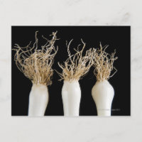 Tres cebollas de primavera