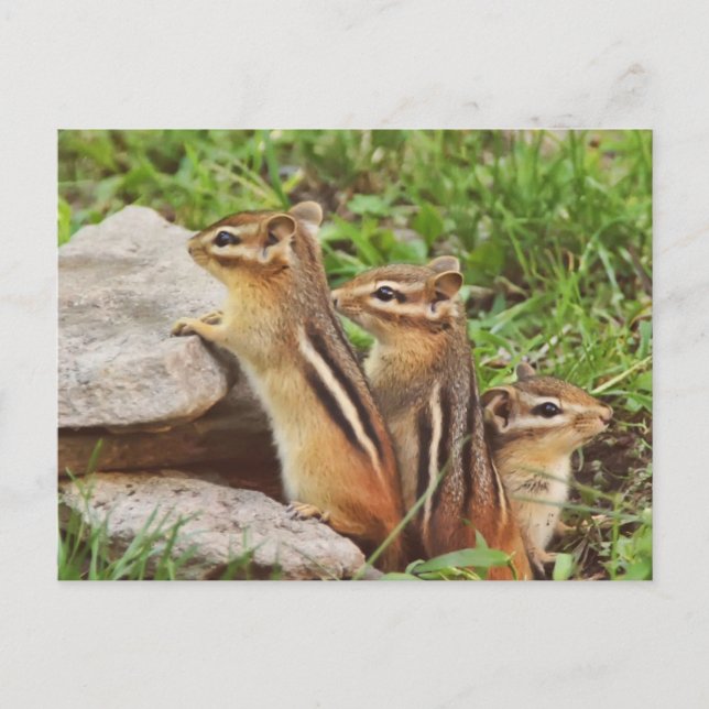 Postal Tres Chipmunks para bebés (Anverso)
