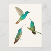 Tres colibríes 