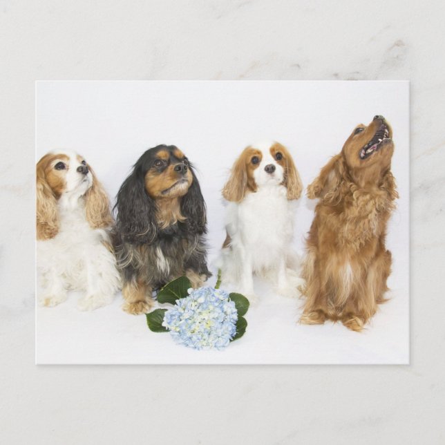 Postal Tres colores del rey Cavalier Charles Spaniels (Anverso)