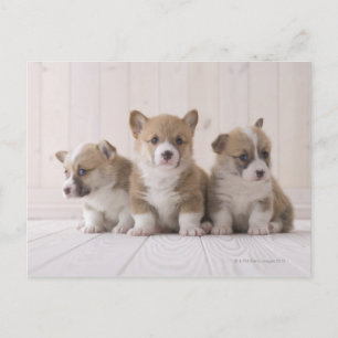 Postal Tres Corgi galés