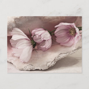 Postal Tres Cosmos Rosa