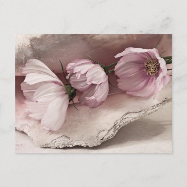 Postal Tres Cosmos Rosa (Anverso)