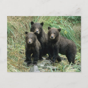 Postal Tres crías de oso grizzly o coys