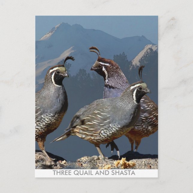 POSTAL TRES CUALES Y SHASTA (Anverso)