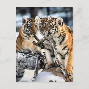 Postal Tres Cubos De Tigres En Regalos De Arte De Nieve