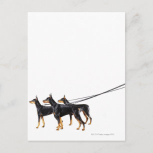 Postal Tres dobermanes sobre correa