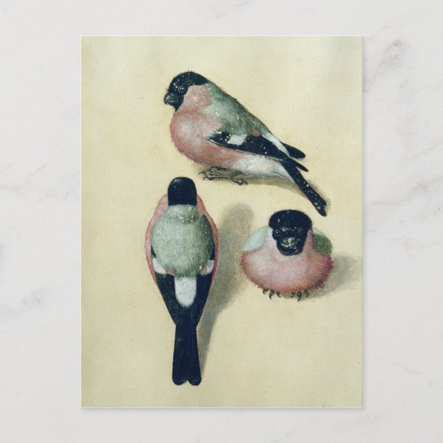 Postal Tres estudios de un bullfinch (Anverso)