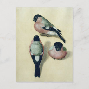 Postal Tres estudios de un bullfinch