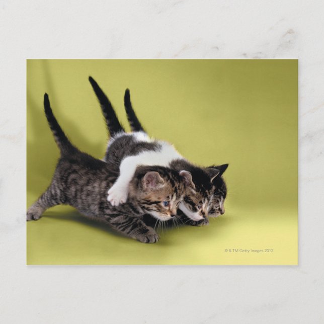 Postal Tres gatitos abrazándose (Anverso)