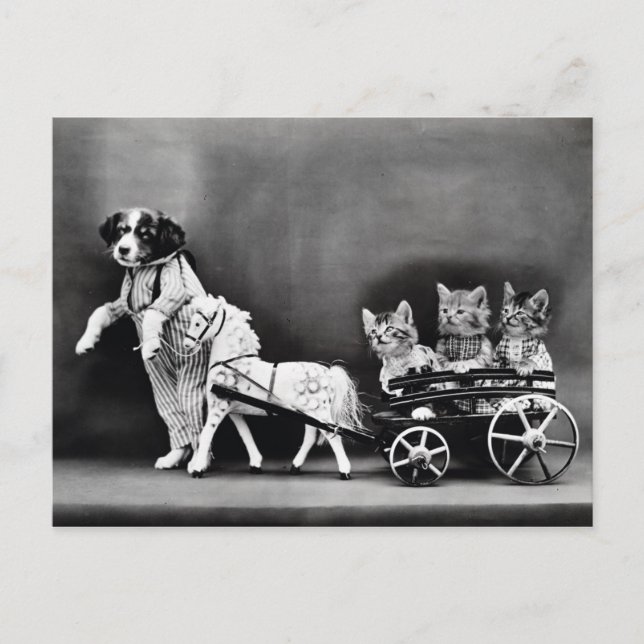 Postal Tres gatitos de pony (Anverso)