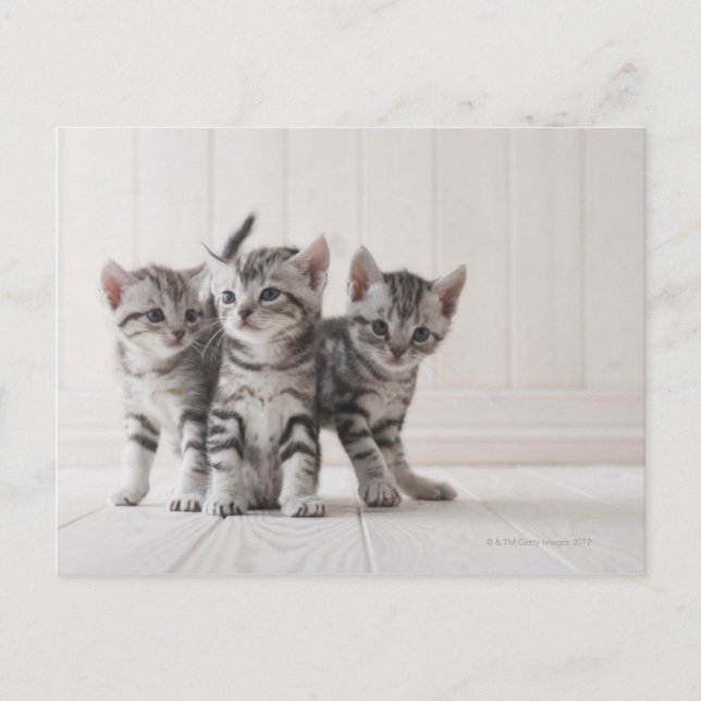 Postal Tres gatitos de Shorthair estadounidenses (Anverso)