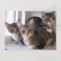 Tres gatitos de tabby