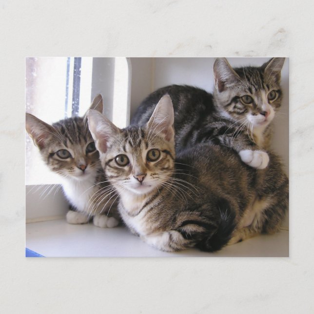 Postal Tres gatitos de tabby (Anverso)