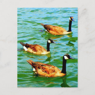 Postal Tres Geese Canadiense