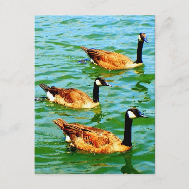 Postal Tres Geese Canadiense (Anverso)