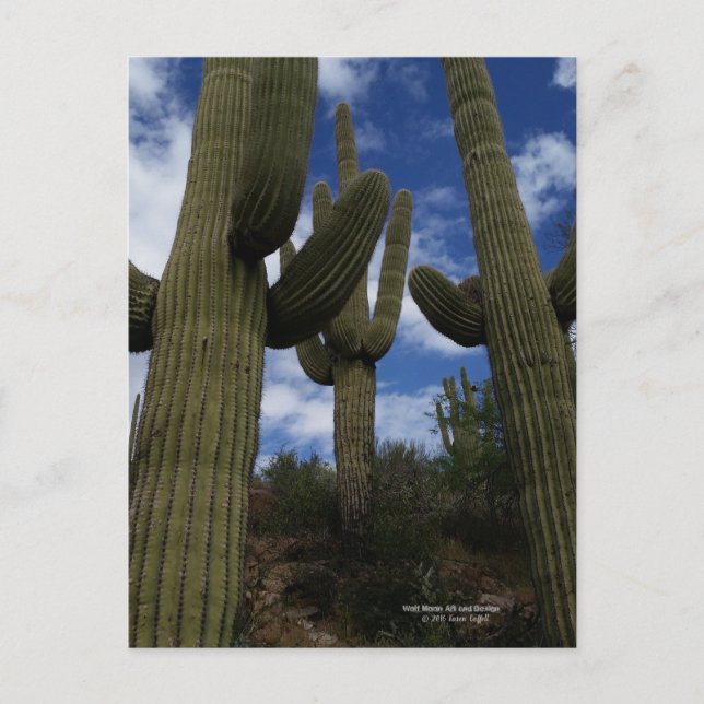 Postal Tres gigantes cactus de Saguaro con cielo azul y n (Anverso)