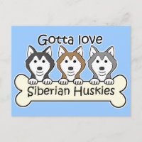 Tres Huskies Siberianos