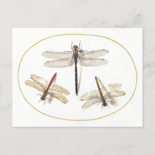 Postal Tres Ilustraciones de Dragonflies Vintage