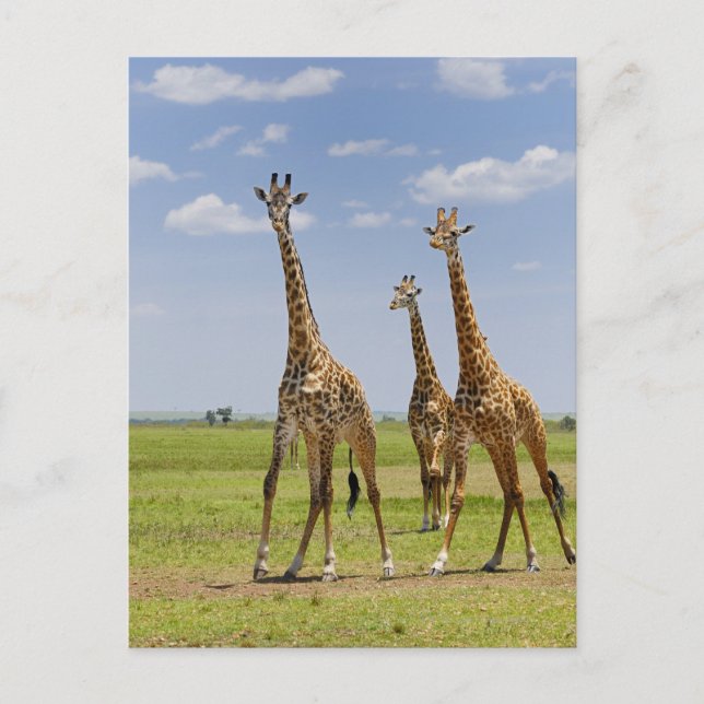 Postal tres jirafas masai, camelopardalis de Giraffa (Anverso)