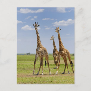 Postal tres jirafas masai, camelopardalis de Giraffa