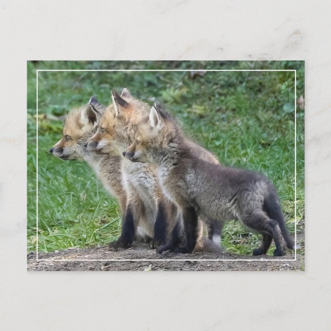 Postal Tres Kits Fox (Anverso)