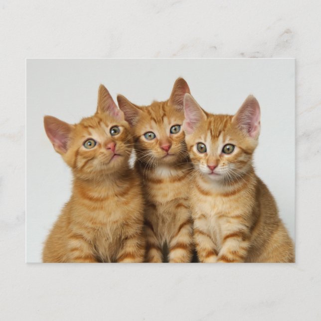 Postal Tres lindos ginger gatitos lado a lado (Anverso)