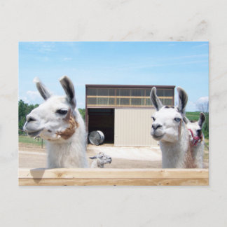 POSTAL TRES LLAMAS